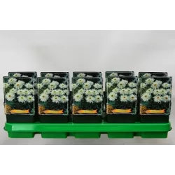 copy of Akcija: Baltagalvė ("ramunė") - Leucanthemum Wirral Supreme P11C1/P13C3