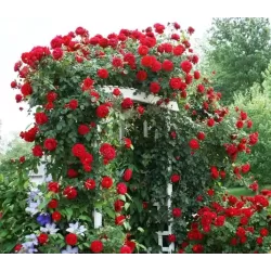 Rožė - Rosa LADY IN RED