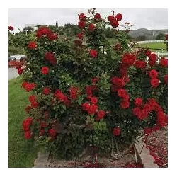 Rožė - Rosa LADY IN RED