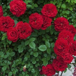 Rožė - Rosa LADY IN RED