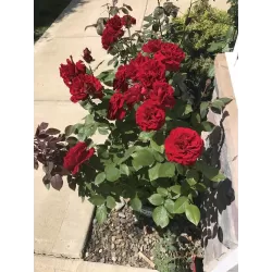 Rožė - Rosa LADY IN RED