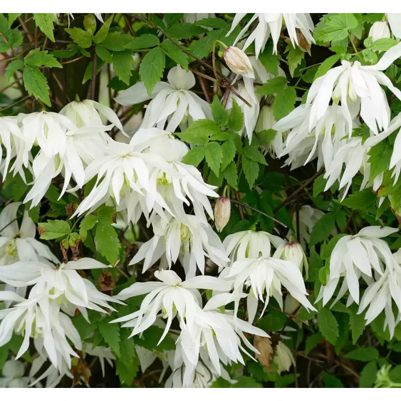 Raganė (vijutrė) - Clematis alpina ALBINA PLENA