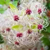 Gelsvoji raganė - Clematis vitalba