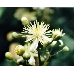 Gelsvoji raganė - Clematis vitalba