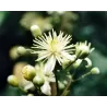 Gelsvoji raganė - Clematis vitalba
