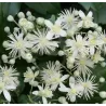 Gelsvoji raganė - Clematis vitalba