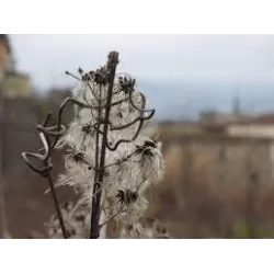 Gelsvoji raganė - Clematis vitalba