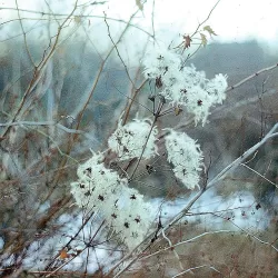 Gelsvoji raganė - Clematis vitalba