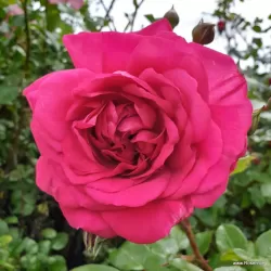 Rožė - Rosa LAGUNA ®