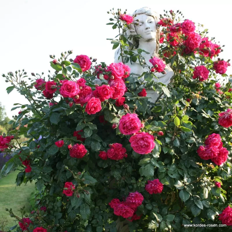 Rožė - Rosa LAGUNA ® Rožė - Rosa LAGUNA ®