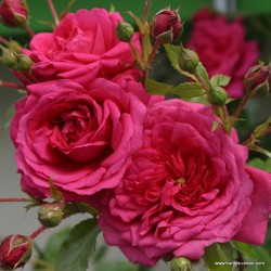 Rožė - Rosa LAGUNA ®