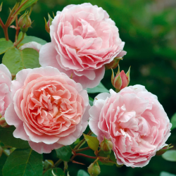 Rožė - Rosa STRAWBERRY HILL ®
