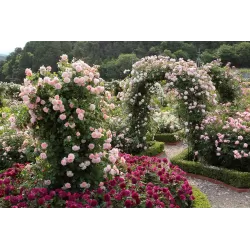 Rosa STRAWBERRY HILL ®