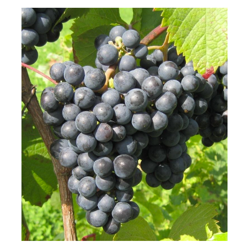 Grape Vine - Vitis RONDO