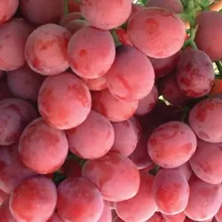 Vynmedis - Vitis Kalina