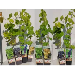 Vynmedis - Vitis Kalina