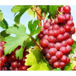 Grape Vine - Vitis KALINA