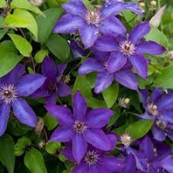 Clematis THE PRESIDENT c2.5 pristatymas 2022 m.