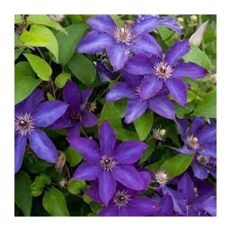 Clematis patens THE PRESIDENT