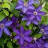 Clematis patens THE PRESIDENT