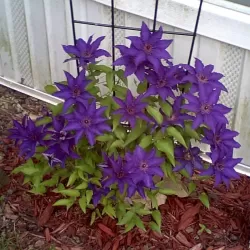 Clematis patens THE PRESIDENT
