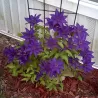 Plačiažiedė raganė - Clematis patens THE PRESIDENT