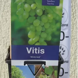 Vynmedis - Vitis HIMROD