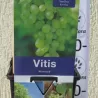 Vynmedis - Vitis HIMROD