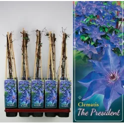 Clematis patens THE PRESIDENT