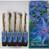 Clematis patens THE PRESIDENT