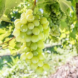 Grape Vine (grafted) - Vitis HIMROD