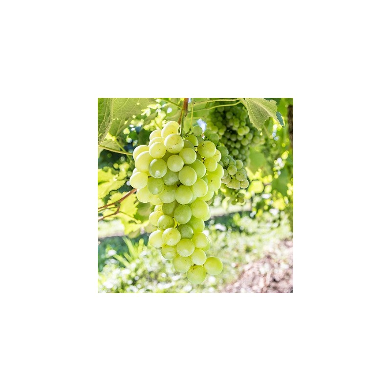 Grape Vine) - Vitis HIMROD