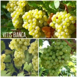 Vynmedis - Vitis BIANCA