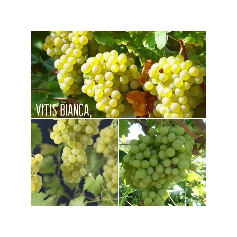 Grape Vine - Vitis BIANCA
