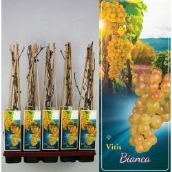 Grape Vine - Vitis BIANCA