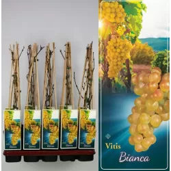 Grape Vine - Vitis BIANCA