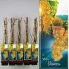 Grape Vine - Vitis BIANCA