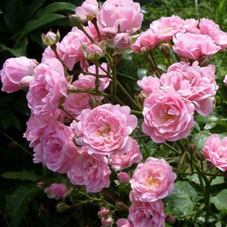 Rožė - Rosa THE FAIRY