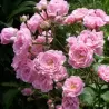 Rožė - Rosa THE FAIRY