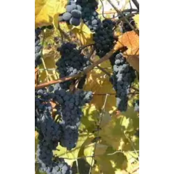 Tikrasis vynmedis - Vitis Marechal Foch