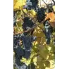 Tikrasis vynmedis - Vitis Marechal Foch