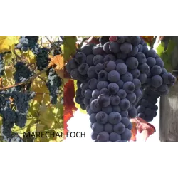 Tikrasis vynmedis - Vitis Marechal Foch