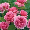 Rožė - Rosa PRINCESS ALEXANDRA OF KENT ®