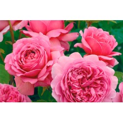Rožė - Rosa PRINCESS ALEXANDRA OF KENT ®