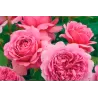 Rožė - Rosa PRINCESS ALEXANDRA OF KENT ®