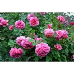 Rosa PRINCESS ALEXANDRA OF KENT ®