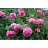 Rosa PRINCESS ALEXANDRA OF KENT ®