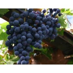 Grape Vine - Vitis REGENT