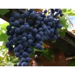 Vynmedis - Vitis Regent