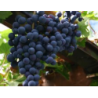 Grape Vine - Vitis REGENT